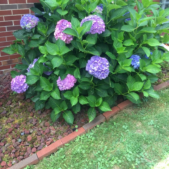 Meet your Posher, Julie - Picture 2 of 2